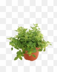 Mexican Bush Sage Png Image - Oregano Plant Png,Sage Png