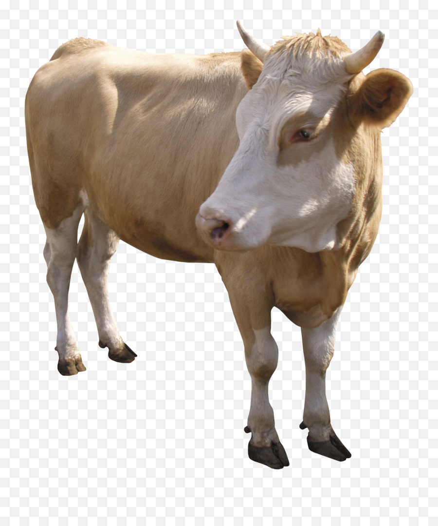 Cow Png - Cow Png,Cow Transparent Background