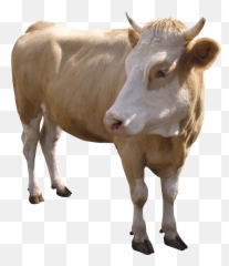 Cow Png - Cow Png