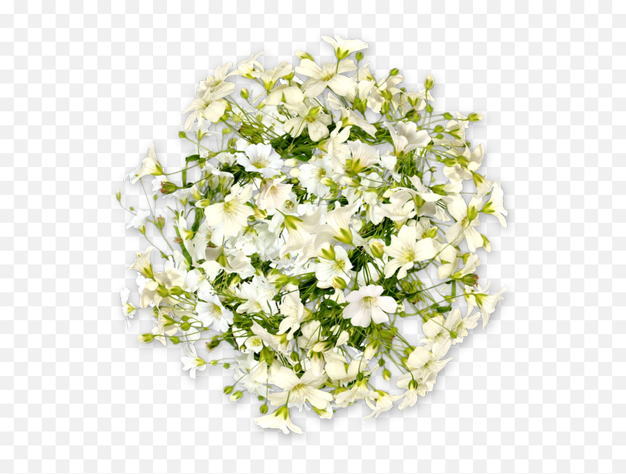 Fleurs Blanches Png - Flores Blancas White Flowers Png Bouquet,White Flowers Png