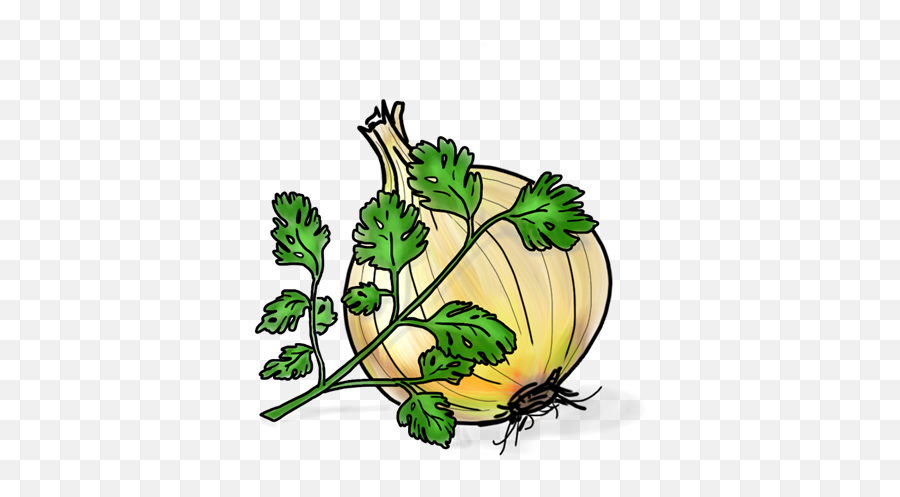 Download Cilantro Roasted Onion - Clip Art Png,Cilantro Png