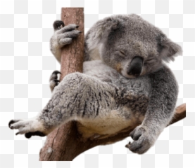 Koala Png Images Transparent Background - Koala Transparent Background,Koala Transparent