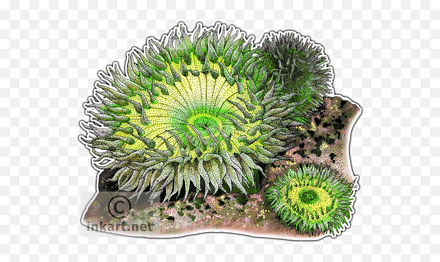 Giant Green Sea Anemones Decal - Sea Anemone Png Transparent,Anemone Png