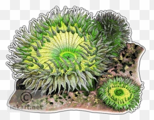 Giant Green Sea Anemones Decal - Sea Anemone Png Transparent,Anemone Png