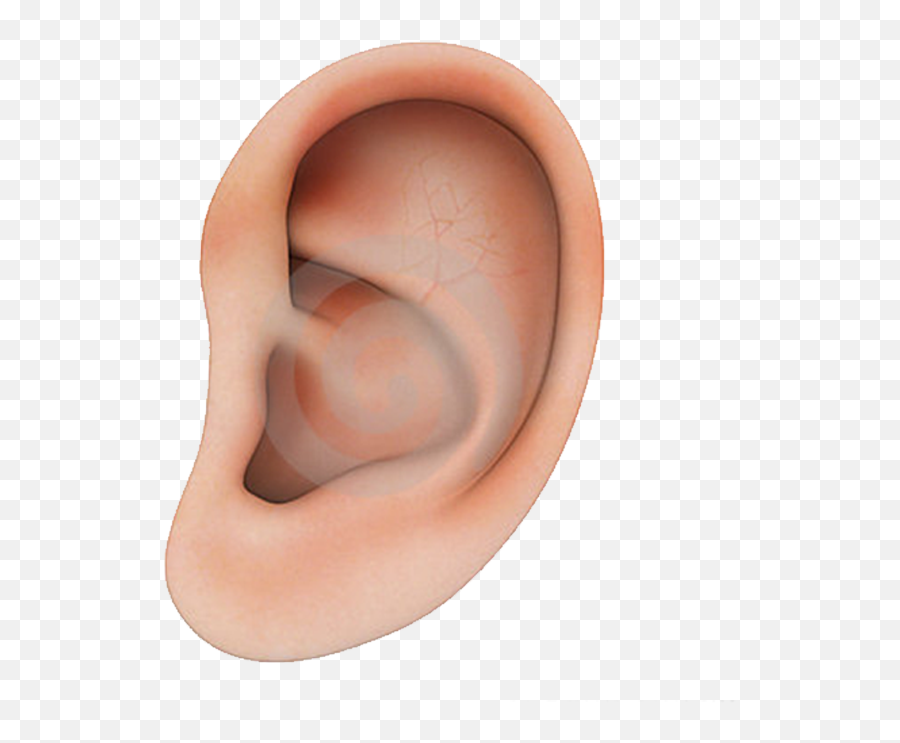 Human Ear Structure Png Download - Human Ear Transparent Background,Ear Transparent Background