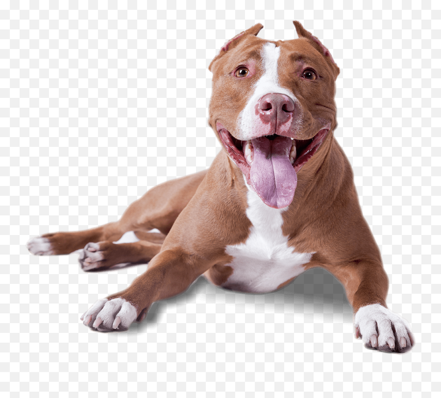 Pitbull Lying Down Transparent Png - Dog Transparent Background Png,Pitbull Png