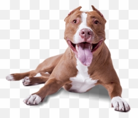 Pitbull Lying Down Transparent Png - Dog Transparent Background Png,Pitbull Png