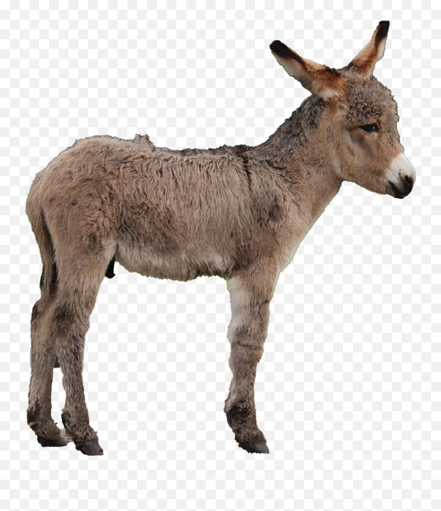 Donkey Transparent Images Png Mart - Burro,Donkey Transparent