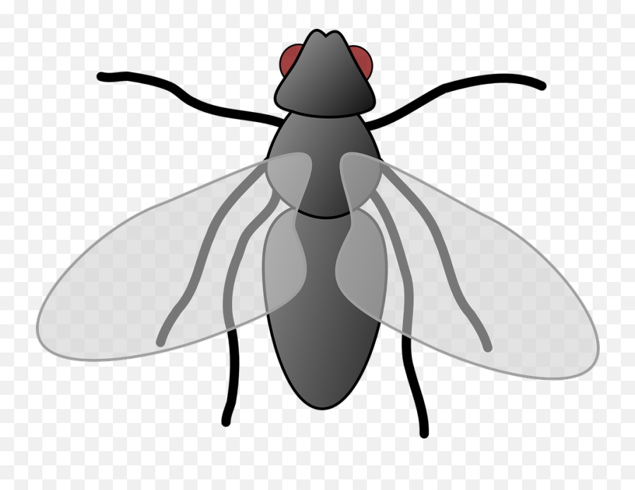 Fly Cartoon Isolated - Fly Clipart Png,Fly Transparent - free ...