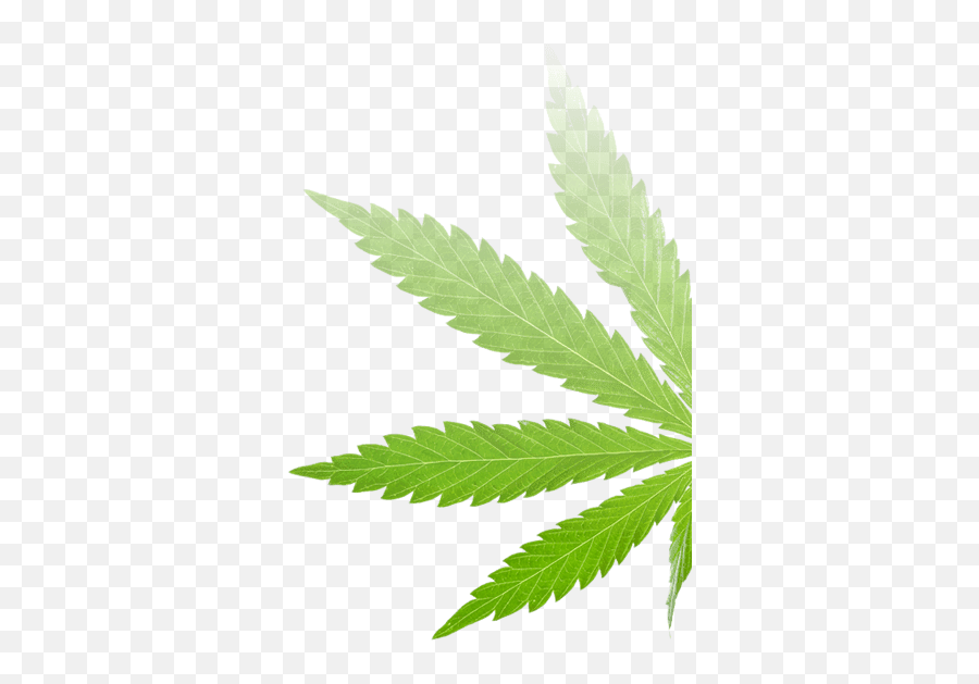 Phytovista Laboratories Cbd Oil U0026 Hemp Testing Analysis - Cannabis Leaf Png,Hemp Leaf Png