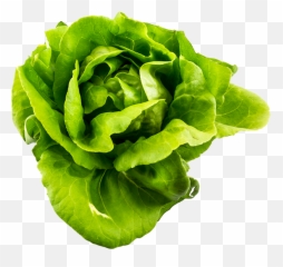 Leaf Lettuce Png