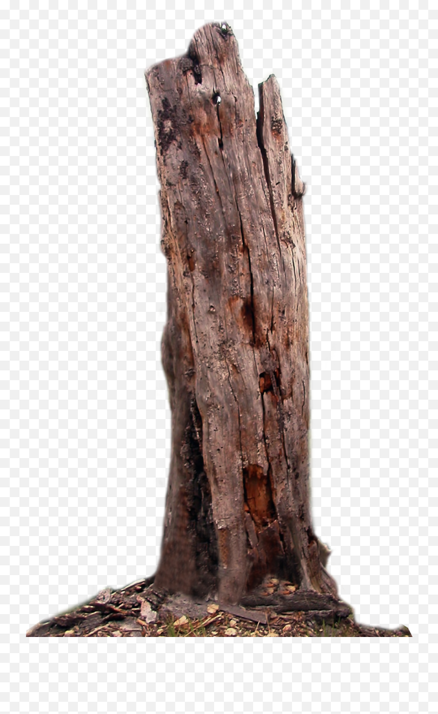 Tree Trunk Png Wood Clipart Stump