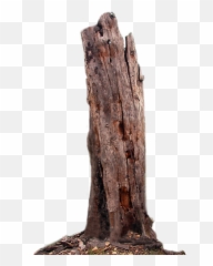 Tree Trunk Png Wood Clipart Stump
