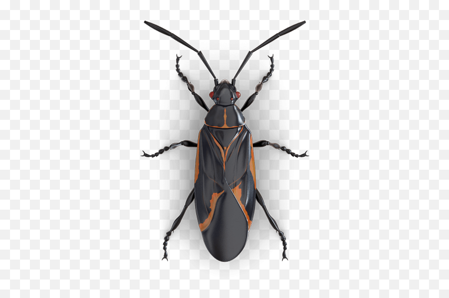 Bugs Png Free Background