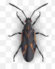 Bugs Png Free Background