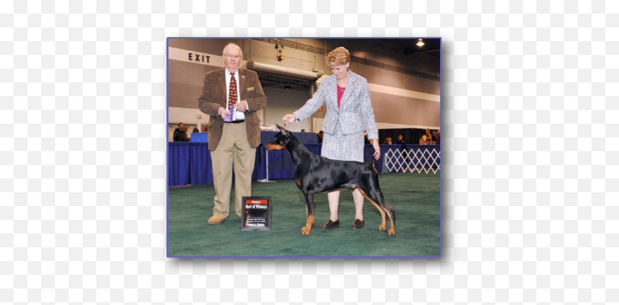 2016 Mhdpc Specialties Results Mt Hood Doberman Pinscher Club - Kennel Club Png,Doberman Icon