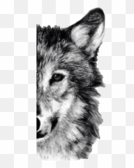 Largest Collection Of Free - Toedit B Stickers On Picsart Png,Wolf Face Png