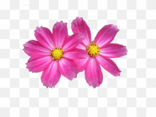 Download Flower Background Png Image With No