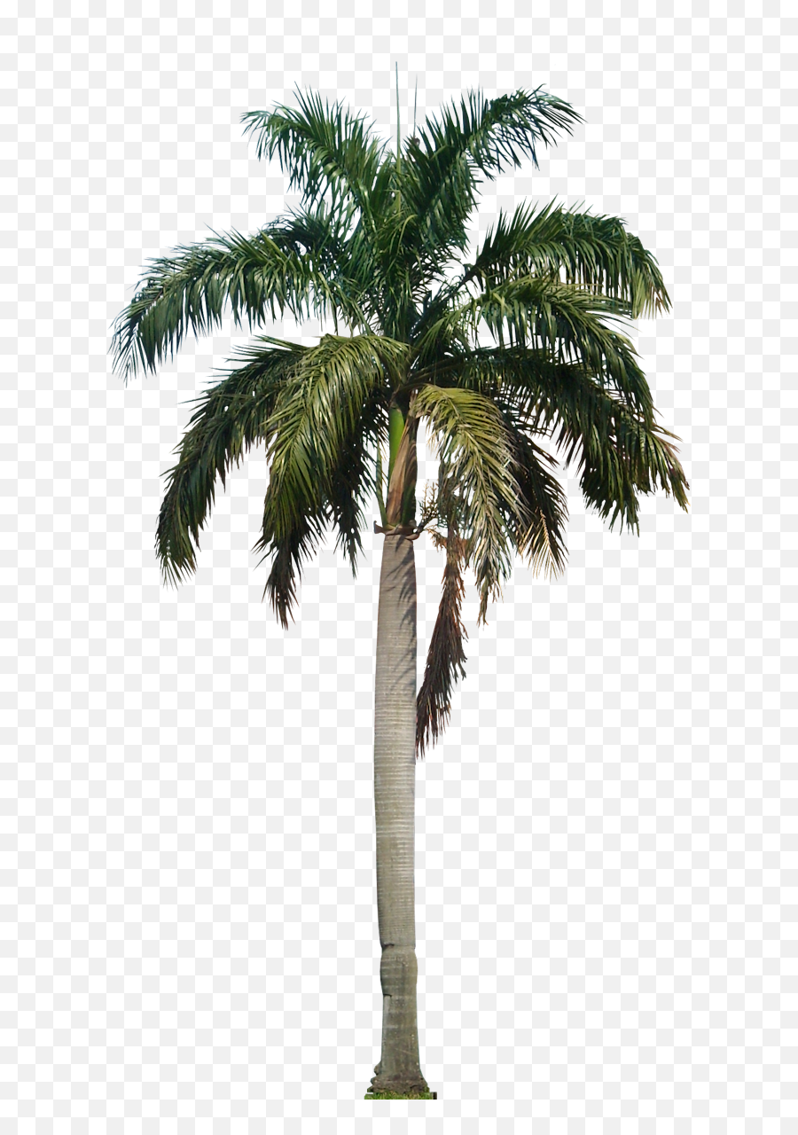 Clipart Palm Tree Png File - Coconut Tree Png,Palm Png