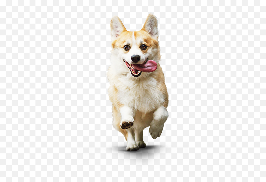 Download Corgi Dog - Transparent Small Dog Png,Dog Png