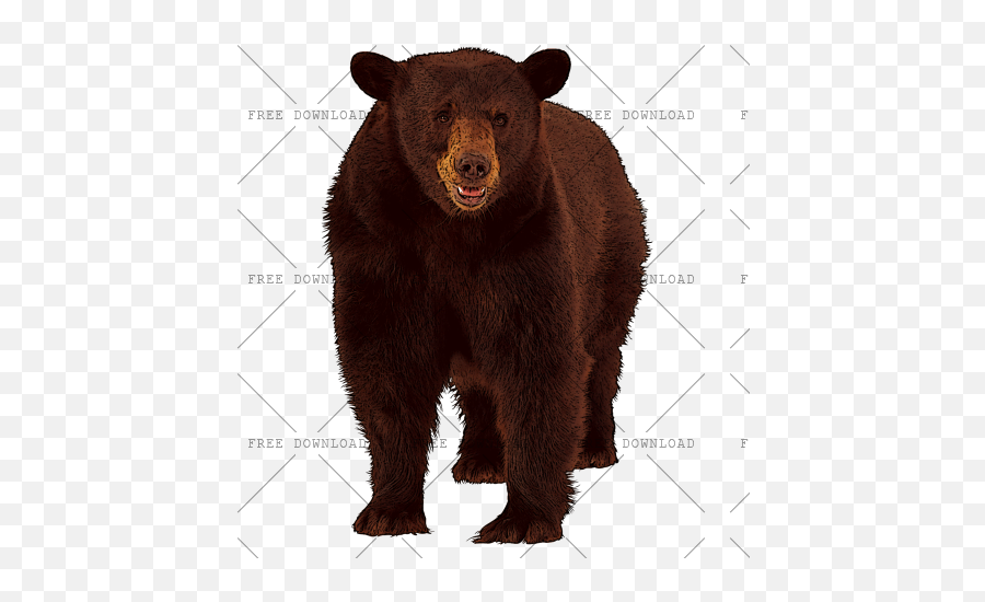 Png Image With Transparent Background - Animals Ending In X,Grizzly Bear Png