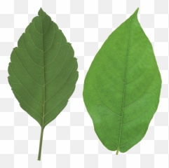 Les Verts Quittent Png Images À - Leaf