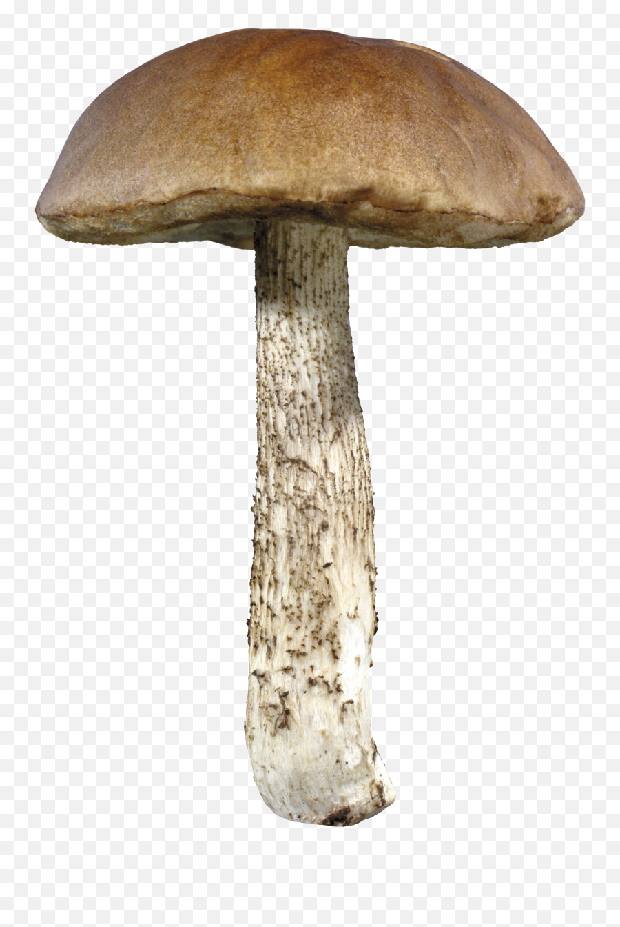Mushroom Png Image - Mushrooms Png,Mushroom Transparent Background