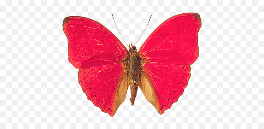 Pink Butterfly Png Image Butterflies - Real Pink Butterfly Species,Moth Png