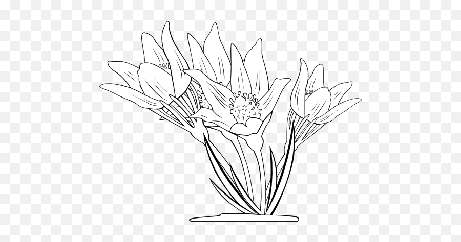 Anemone Patens Clipart I2clipart - Royalty Free Public Coloring Book Png,Anemone Png