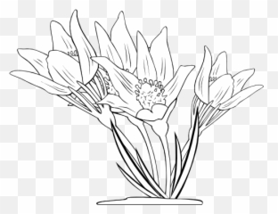Anemone Patens Clipart I2clipart - Royalty Free Public Coloring Book Png,Anemone Png