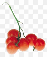 Red Tomatoes - png