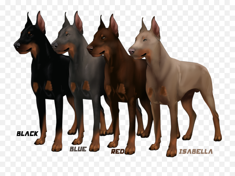 Download Doberman Png Transparent - Manchester Terrier German Pinscher,Doberman Png