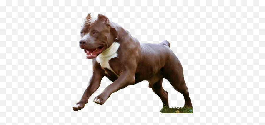 Download Hd American Pit Bull Terrier - Png American Pitbull Terrier,Pitbull Png