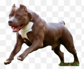 Download Hd American Pit Bull Terrier - Png American Pitbull Terrier,Pitbull Png