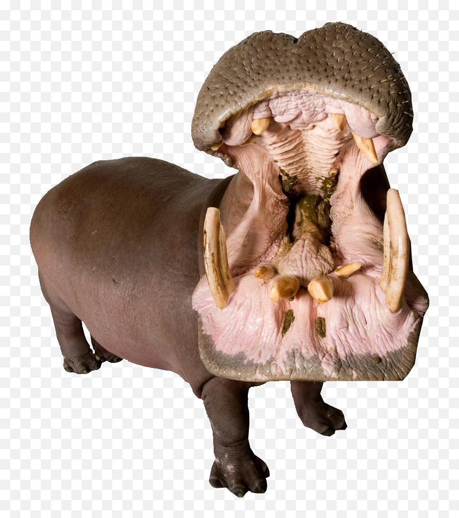 Download Hippo With Mouth Open Png Image For Free - Animals With Mouth Open,Mouth Transparent