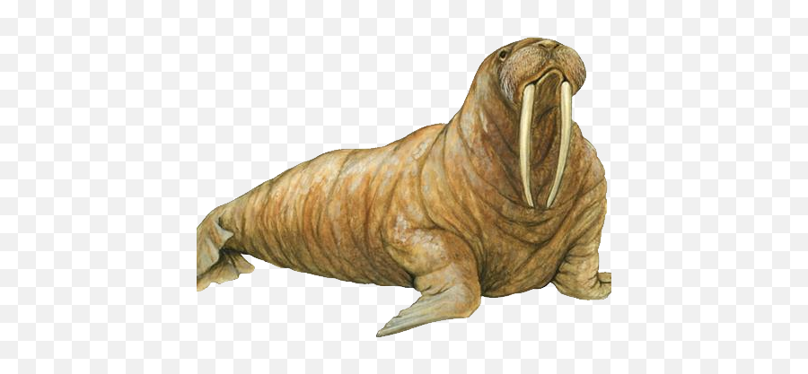 Walrus Png - Walrus Png,Walrus Png