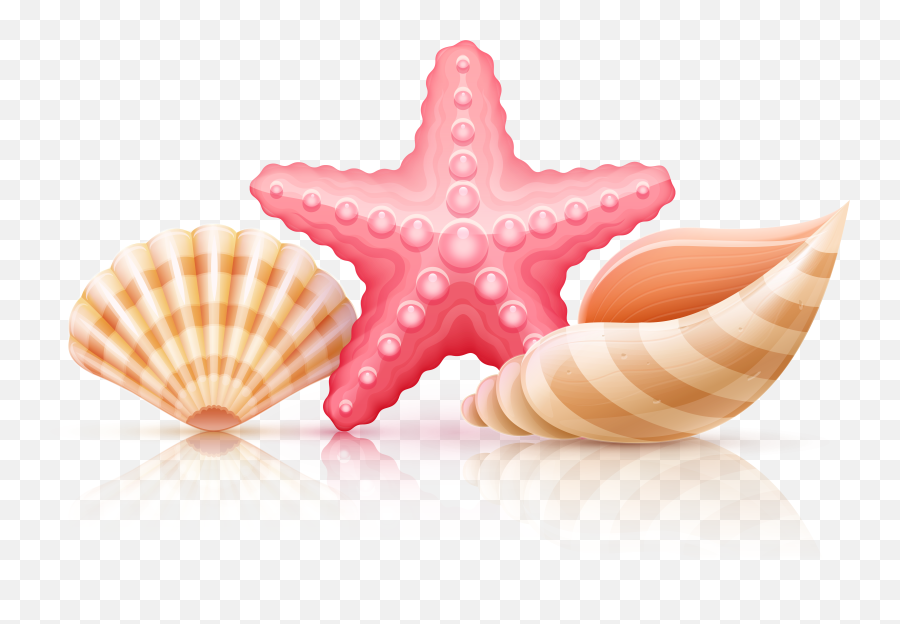 Sea Shells Clipart Png - Clip Art Seashell Png,Seashells Png