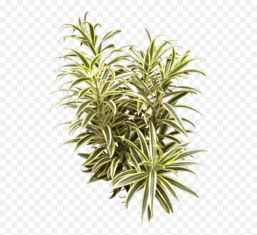 These - Song Of India Plant Png,Indoor Plant Png