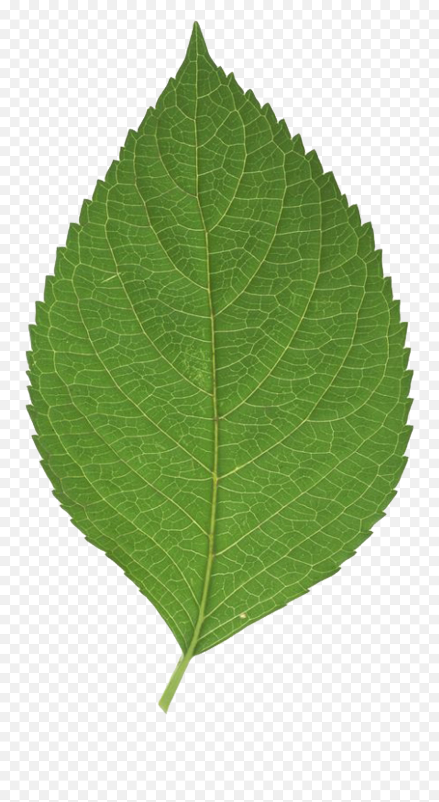 Leaf Green - Sweet Birch Png,Leaf Transparent Background
