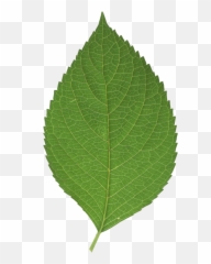Leaf Green - Sweet Birch png