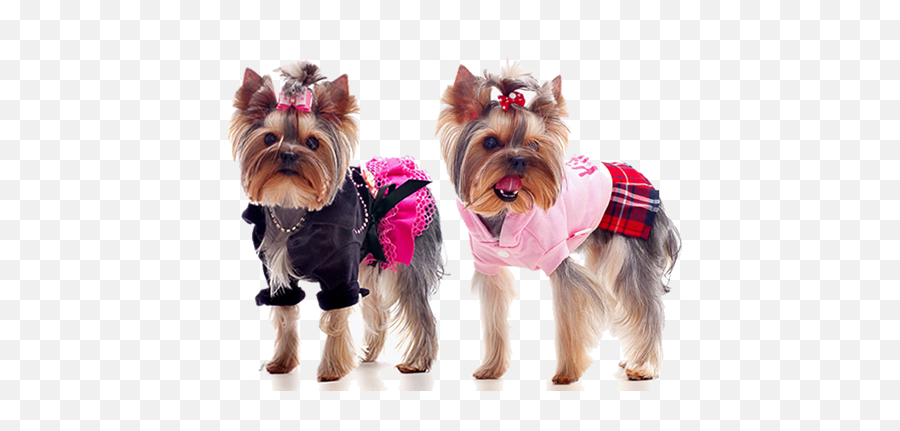 Buy Yorkie Outfits And Jackets - Clothes For Yorkies Png,Yorkie Png