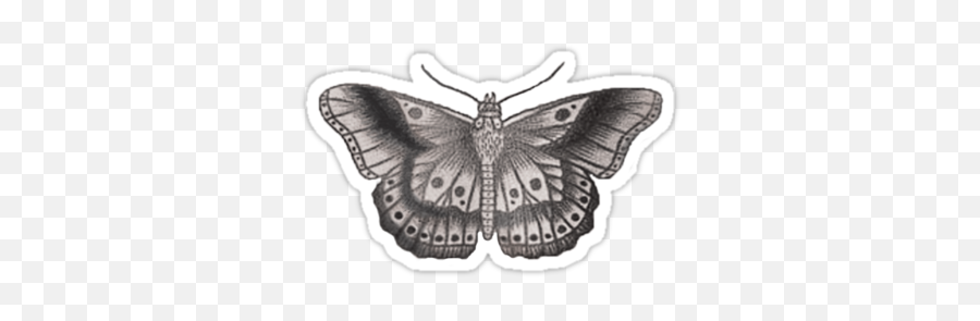 Styles Butterfly Tattoo Transparent - Tatuajes De Harry Styles Png,One Direction Transparents