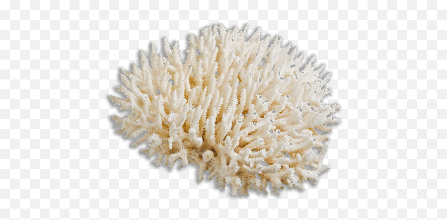 Coral Bleaching - Coral Reef Coral White Background Png,Coral Transparent