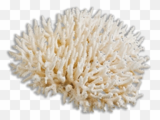 Coral Bleaching - Reef White Background png