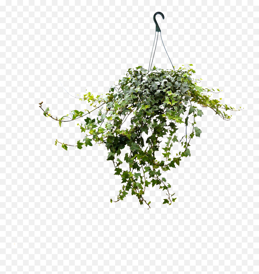 Download 8in Ivy Hanging - Vertical Png,Hanging Ivy Png