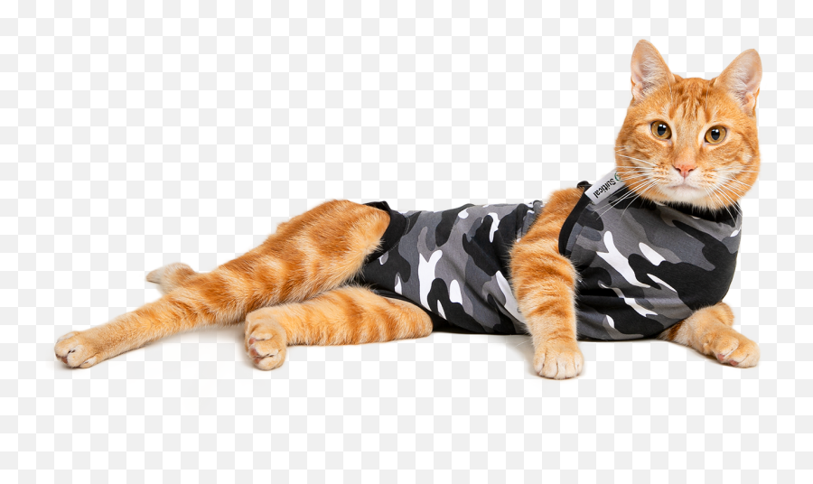 Recovery Suit Cat - Suitical Recovery Suit For Cats Png,Cat Tail Transparent