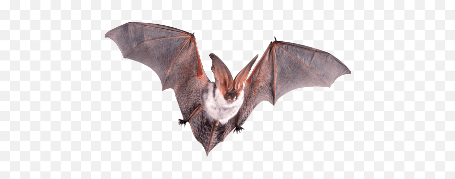 Bats Transparent Png Images - Echolocation Diagram,Bat Transparent