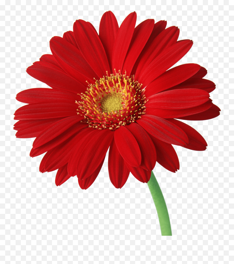 Gerber Daisy Flowers Png Free