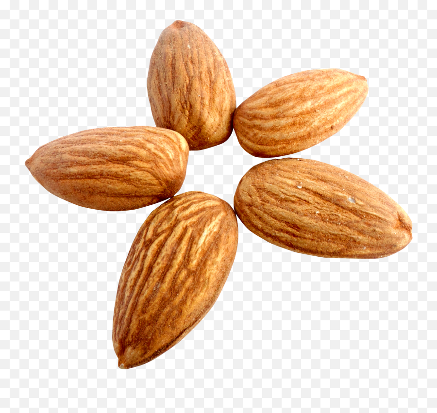 Nut Almond Apricot Kernel - Almond Png Download 17001559 Transparent Almond Png,Walnut Transparent