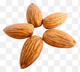 Nut Almond Apricot Kernel - Almond Png Download 17001559 Transparent Almond Png,Walnut Transparent